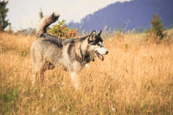 Husky Caminar Naturaleza Viajando Con Perros Sucio Haski Naturaleza Montañas — Foto de Stock