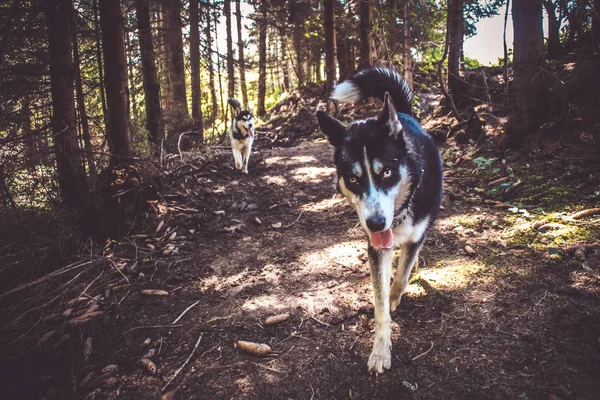 Husky Ходьби Природі Подорожі Собаками Брудні Haski Природі Українські Гори — стокове фото