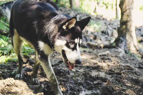 Husky Spaziergang Der Natur Reisen Mit Hunden Schmutzige Haski Der — Stockfoto