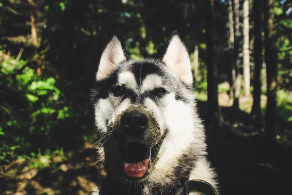 自然の中でハスキー散歩 犬をお連れします 自然の中で汚れた Haski カルパチア山脈のウクライナの山 山への旅します — ストック写真