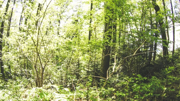 Automne Printemps Dans Les Montagnes Les Carpates Ukrainiennes Nature Arbres — Photo