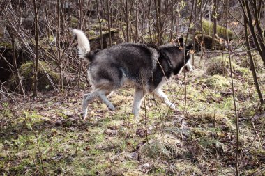 Husky köpek seyahat ve vadiler, dağın tepesinde ormanda oynar. Ukraynalı Karpat Dağları. Sonbahar geliyor. Köpek yavrusu