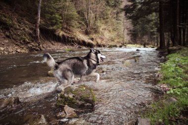 Husky köpek seyahat ve vadiler, dağın tepesinde ormanda oynar. Ukraynalı Karpat Dağları. Sonbahar geliyor. Köpek yavrusu
