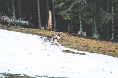 Husky köpek seyahat ve vadiler, dağın tepesinde ormanda oynar. Ukraynalı Karpat Dağları. Sonbahar geliyor. Köpek yavrusu