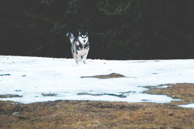 Husky köpek seyahat ve vadiler, dağın tepesinde ormanda oynar. Ukraynalı Karpat Dağları. Sonbahar geliyor. Köpek yavrusu