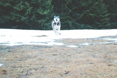 Husky köpek seyahat ve vadiler, dağın tepesinde ormanda oynar. Ukraynalı Karpat Dağları. Sonbahar geliyor. Köpek yavrusu