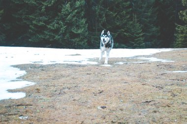 Husky köpek seyahat ve vadiler, dağın tepesinde ormanda oynar. Ukraynalı Karpat Dağları. Sonbahar geliyor. Köpek yavrusu