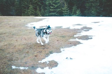 Husky köpek seyahat ve vadiler, dağın tepesinde ormanda oynar. Ukraynalı Karpat Dağları. Sonbahar geliyor. Köpek yavrusu