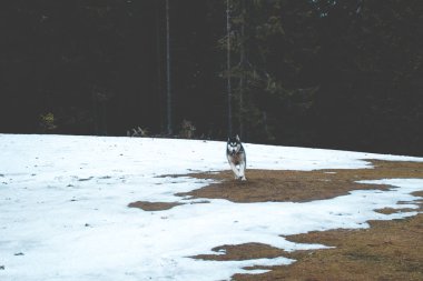 Husky köpek seyahat ve vadiler, dağın tepesinde ormanda oynar. Ukraynalı Karpat Dağları. Sonbahar geliyor. Köpek yavrusu