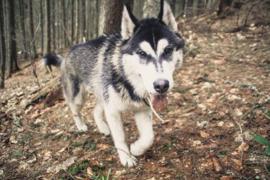 Husky köpek seyahat ve vadiler, dağın tepesinde ormanda oynar. Ukraynalı Karpat Dağları. Sonbahar geliyor. Köpek yavrusu