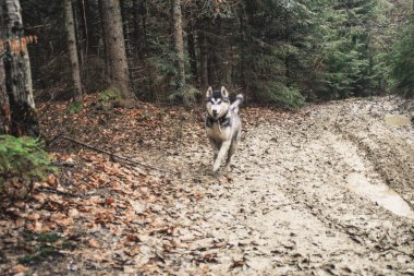 Husky köpek seyahat ve vadiler, dağın tepesinde ormanda oynar. Ukraynalı Karpat Dağları. Sonbahar geliyor. Köpek yavrusu