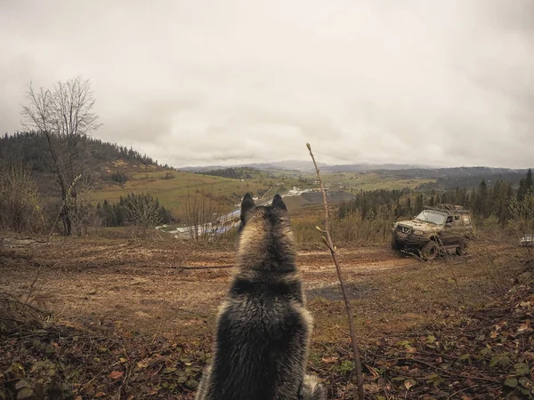 Cane Husky Viaggia Gioca Nei Boschi Nelle Valli Cima Alla — Foto Stock