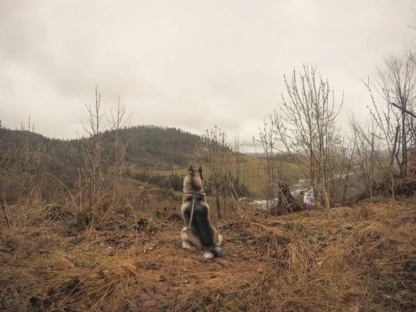 Husky Psa Cestuje Hraje Lese Údolí Vrcholu Hory Ukrajinské Karpaty — Stock fotografie