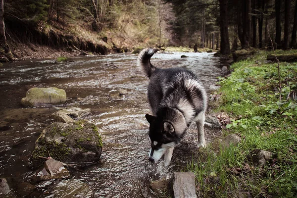 赫斯基犬在树林里 山谷里 山顶上旅行和玩耍 乌克兰喀尔巴泰山脉 秋天来了 — 图库照片