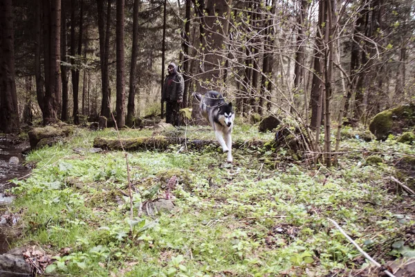 Perro Husky Viaja Juega Bosque Los Valles Cima Montaña Montañas —  Fotos de Stock