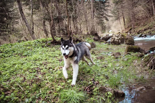 Husky Psa Cestuje Hraje Lese Údolí Vrcholu Hory Ukrajinské Karpaty — Stock fotografie