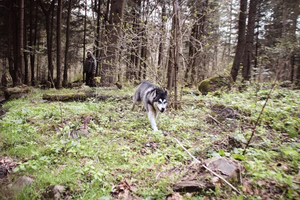 Husky Hunden Reser Och Spelar Skogen Dalarna Toppen Berget Ukrainska — Stockfoto