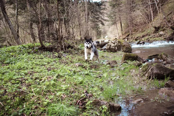 Husky Psa Cestuje Hraje Lese Údolí Vrcholu Hory Ukrajinské Karpaty — Stock fotografie