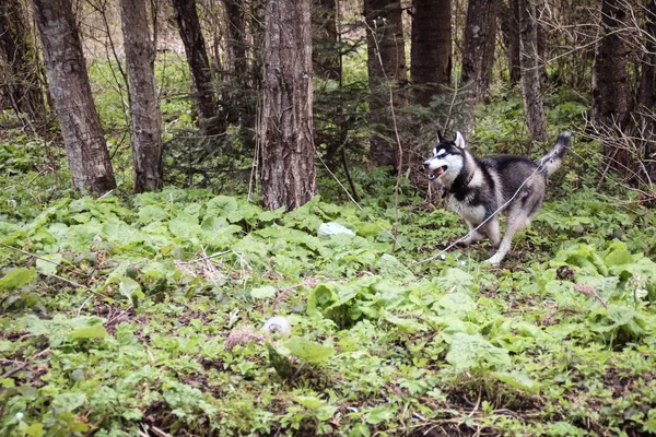 Cão Husky Viaja Brinca Floresta Nos Vales Topo Montanha Montanhas — Fotografia de Stock