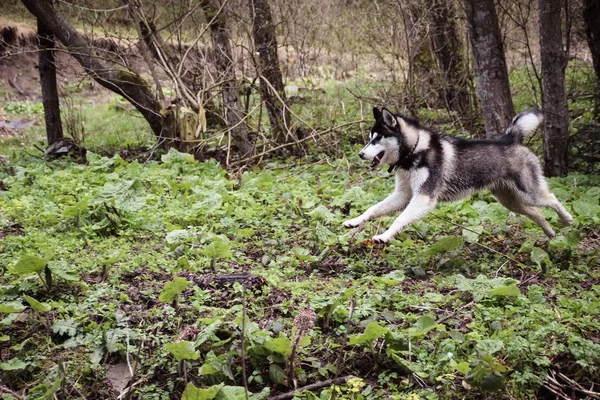 Der Husky Hund Ist Unterwegs Und Spielt Wald Den Tälern — Stockfoto