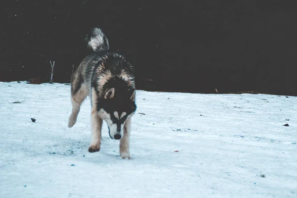 Pies Husky Podróżuje Odgrywa Lesie Dolinach Szczycie Góry Ukraińskich Karpat — Zdjęcie stockowe