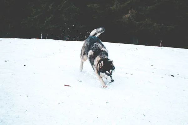 Pies Husky Podróżuje Odgrywa Lesie Dolinach Szczycie Góry Ukraińskich Karpat — Zdjęcie stockowe