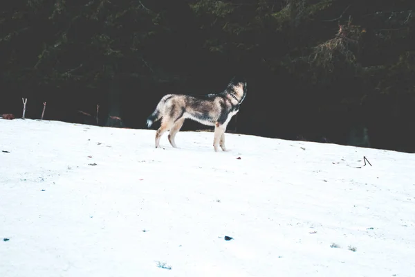 ハスキー犬は 移動し 山の頂上で 森の中で果たしています ウクライナのカルパティア山脈 秋が来ています — ストック写真