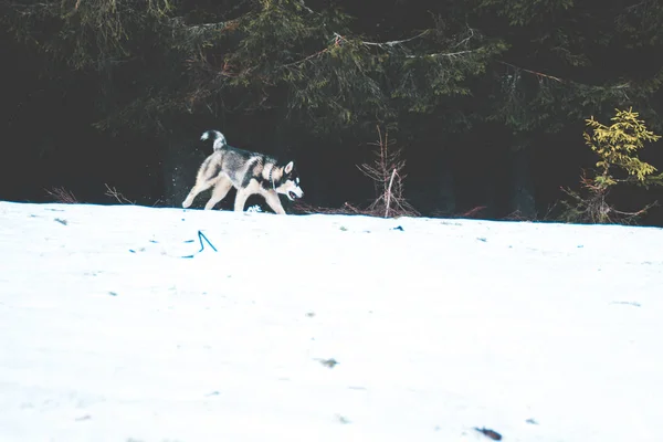 Cane Husky Viaggia Gioca Nei Boschi Nelle Valli Cima Alla — Foto Stock