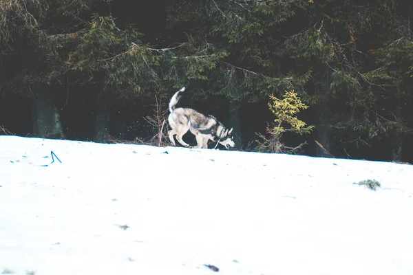 The Husky dog travels and plays in the woods, in the valleys, on the top of the mountain. Ukrainian Carpathian Mountains. Autumn is coming. Little puppy