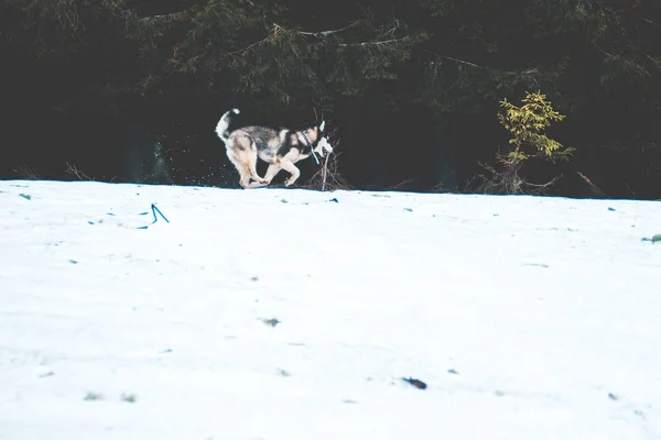 Chien Husky Voyage Joue Dans Les Bois Dans Les Vallées — Photo