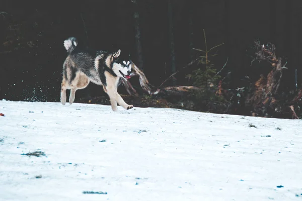 Pies Husky Podróżuje Odgrywa Lesie Dolinach Szczycie Góry Ukraińskich Karpat — Zdjęcie stockowe