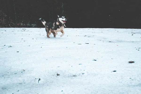 Husky Hond Reist Speelt Het Bos Valleien Top Van Berg — Stockfoto