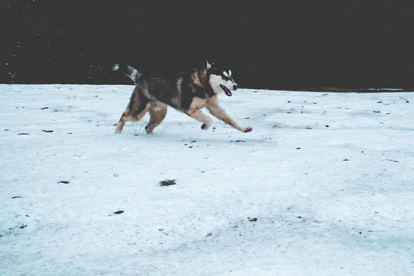 Husky Köpek Seyahat Vadiler Dağın Tepesinde Ormanda Oynar Ukraynalı Karpat — Stok fotoğraf