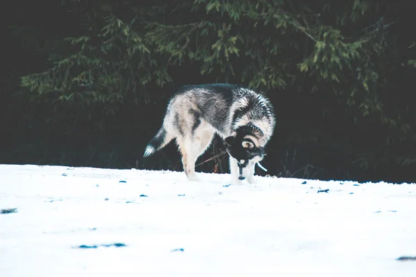 Cão Husky Viaja Brinca Floresta Nos Vales Topo Montanha Montanhas — Fotografia de Stock