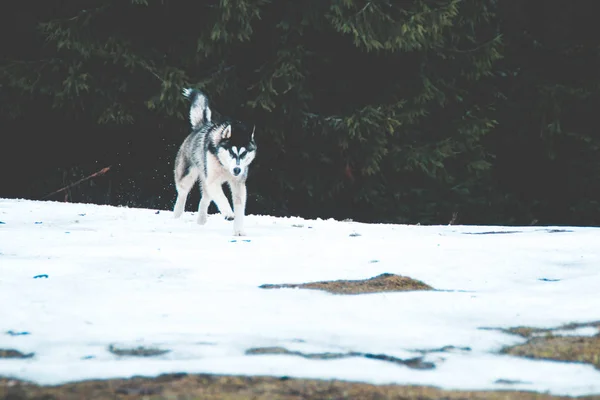 Husky Köpek Seyahat Vadiler Dağın Tepesinde Ormanda Oynar Ukraynalı Karpat — Stok fotoğraf