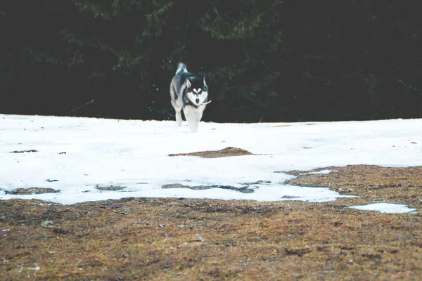 Cão Husky Viaja Brinca Floresta Nos Vales Topo Montanha Montanhas — Fotografia de Stock