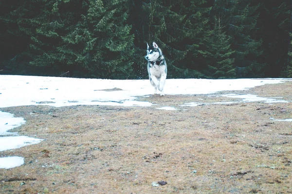 Husky Psa Cestuje Hraje Lese Údolí Vrcholu Hory Ukrajinské Karpaty — Stock fotografie