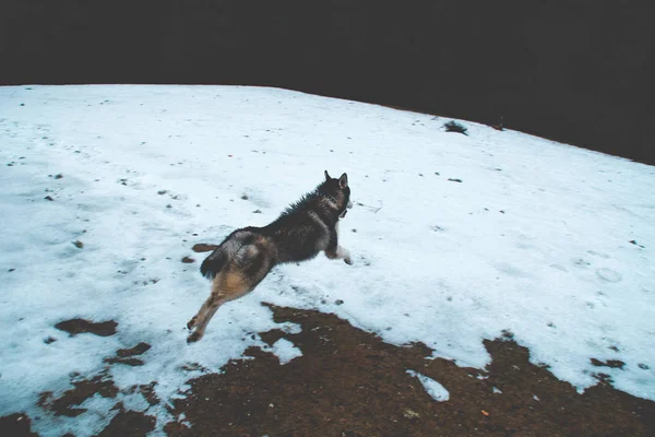 Chien Husky Voyage Joue Dans Les Bois Dans Les Vallées — Photo