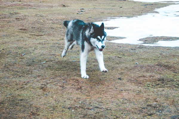 ハスキー犬は 移動し 山の頂上で 森の中で果たしています ウクライナのカルパティア山脈 秋が来ています — ストック写真