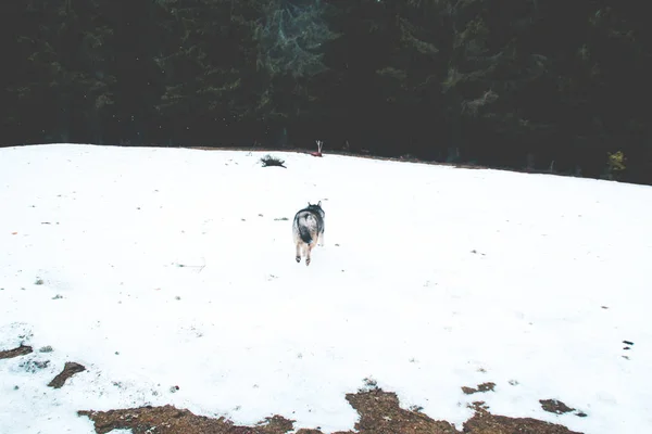 Husky Dog Travels Plays Woods Valleys Top Mountain Ukrainian Carpathian — Stock Photo, Image