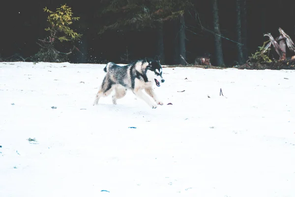 ハスキー犬は 移動し 山の頂上で 森の中で果たしています ウクライナのカルパティア山脈 秋が来ています — ストック写真