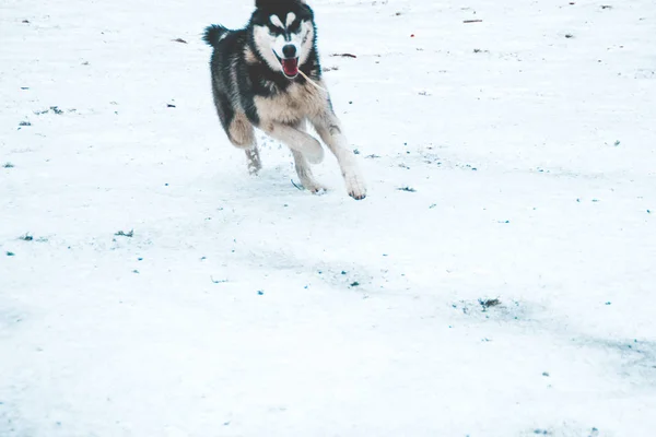 Husky Psa Cestuje Hraje Lese Údolí Vrcholu Hory Ukrajinské Karpaty — Stock fotografie