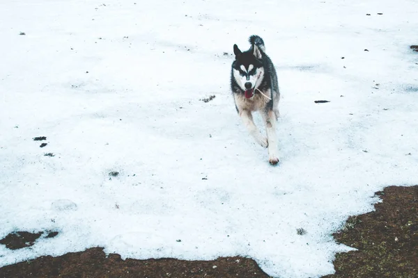 Husky Hond Reist Speelt Het Bos Valleien Top Van Berg — Stockfoto