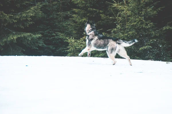 Husky Köpek Seyahat Vadiler Dağın Tepesinde Ormanda Oynar Ukraynalı Karpat — Stok fotoğraf