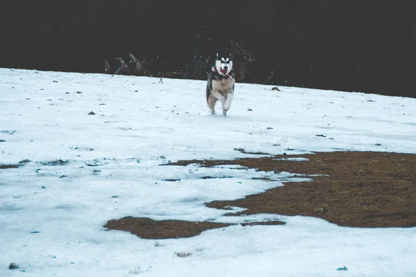 Perro Husky Viaja Juega Bosque Los Valles Cima Montaña Montañas —  Fotos de Stock