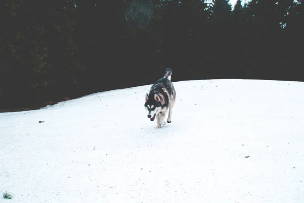 Husky Hond Reist Speelt Het Bos Valleien Top Van Berg — Stockfoto