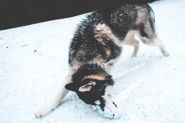 The Husky dog travels and plays in the woods, in the valleys, on the top of the mountain. Ukrainian Carpathian Mountains. Autumn is coming. Little puppy