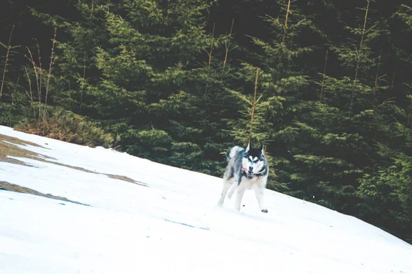 The Husky dog travels and plays in the woods, in the valleys, on the top of the mountain. Ukrainian Carpathian Mountains. Autumn is coming. Little puppy