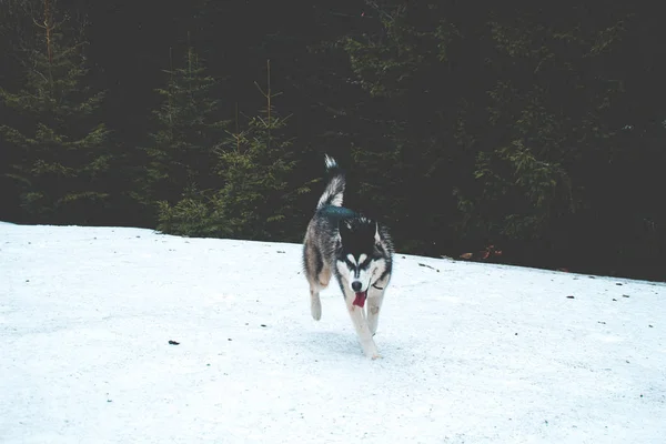 The Husky dog travels and plays in the woods, in the valleys, on the top of the mountain. Ukrainian Carpathian Mountains. Autumn is coming. Little puppy