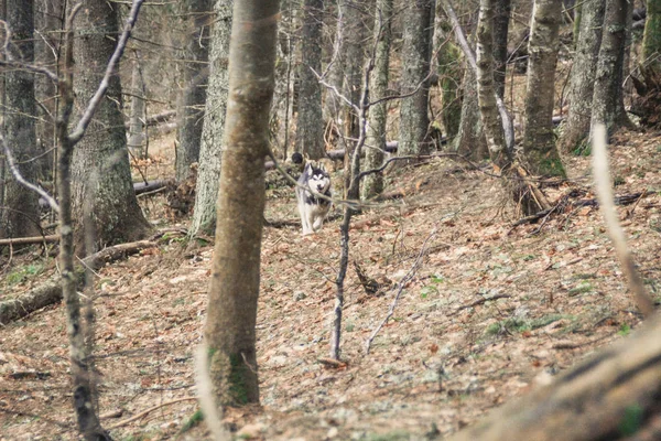 Хаски Путешествует Играет Лесу Долинах Вершине Горы Украинские Карпаты Приближается — стоковое фото